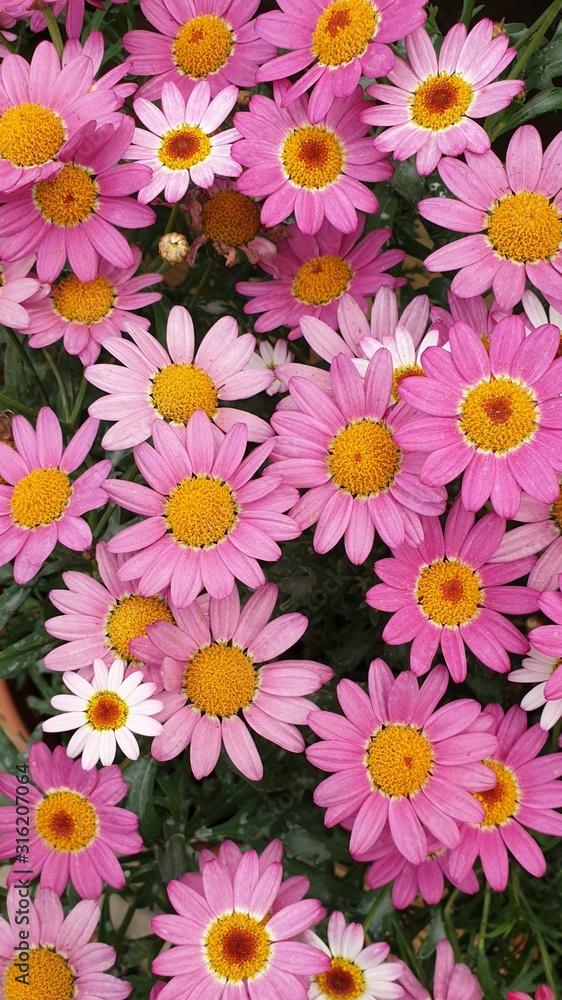 Pink Flowers Pink Flowers