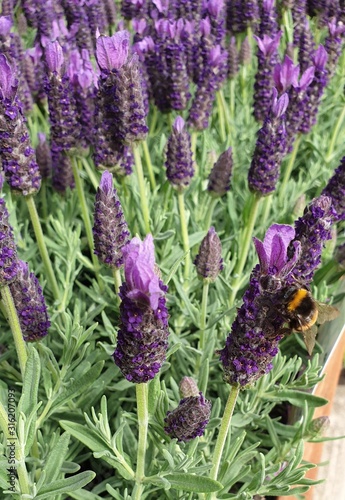 Bee on Lavender 