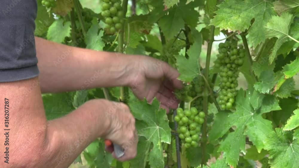 Weinlese Weinlese