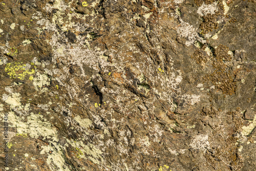 texture of grey and yellow lichen on rock
