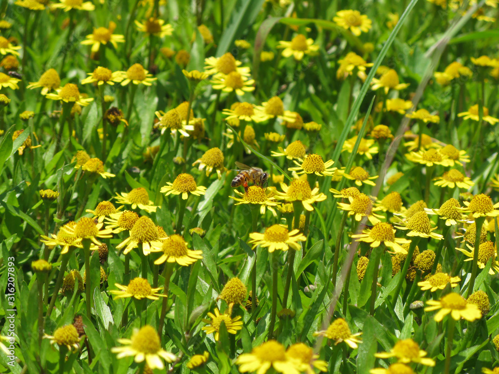 Bee pollinating a flower field