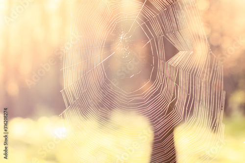soft focus spider web nature background scenic view