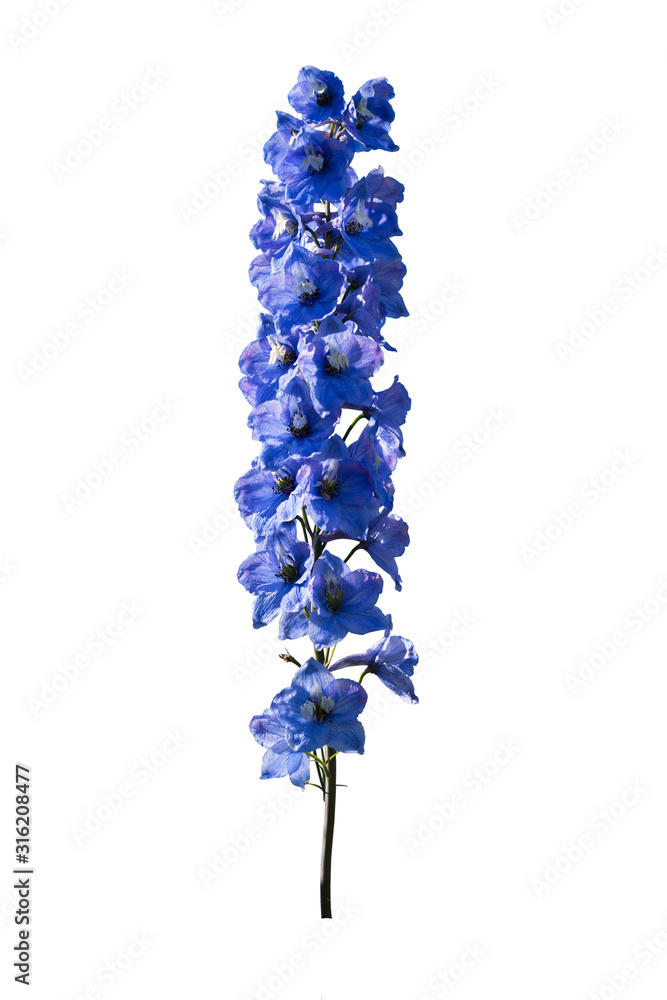 Delphinium isolated on a white background