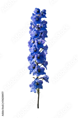 Fotografia Delphinium isolated on a white background