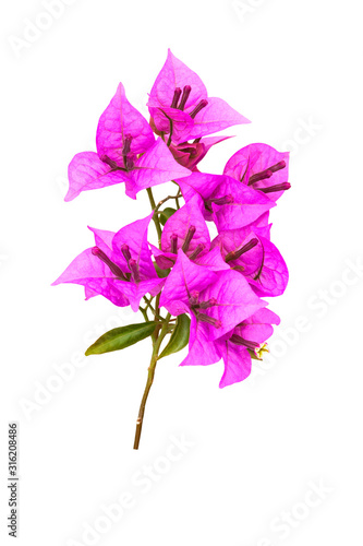 Bougainvillea Branch isolated on white background photo