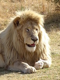 Weißer Löwe 48