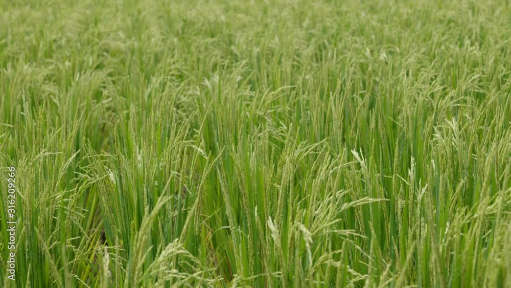 Close-up of a rice field Close-up of a rice field