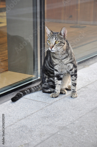 A lonely cat sits near a shop window. Gray-black pet close up.