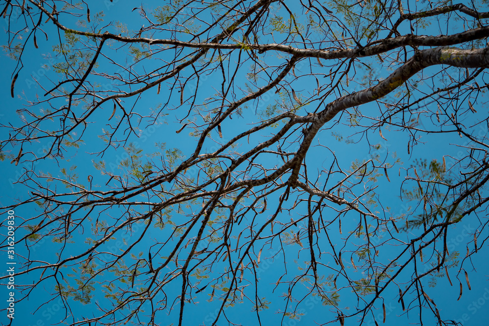 branch tree in forest on blue sky background, down view on autumn season
