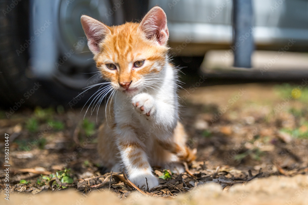 Orange-weiß getigertes Katzenbaby Orange-weiß getigertes Katzenbaby
