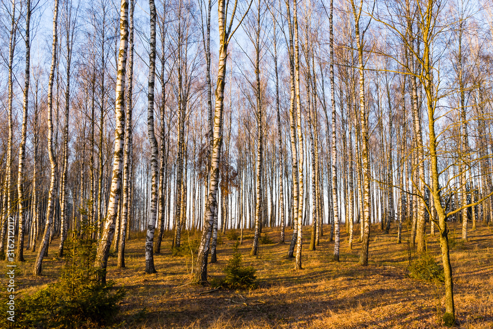 Fototapeta premium Narwiański Park Narodowy, Dolina Narwi, Podlasie, Polska