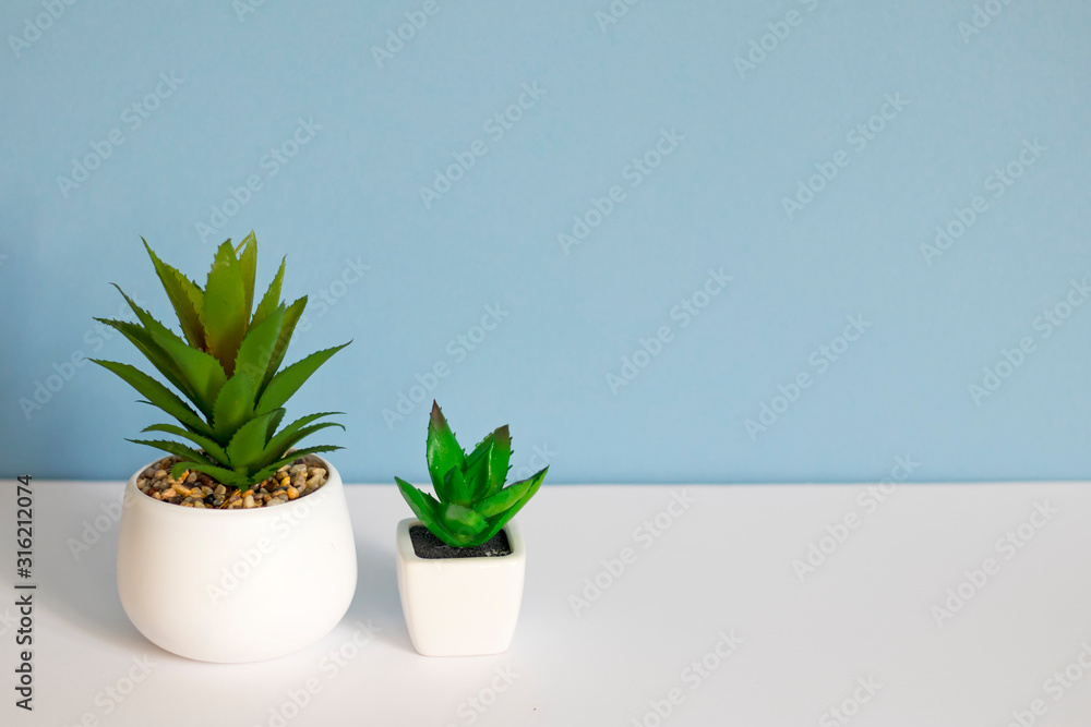 Artificial succulents in ceramic pots on white-blue background. Copy spice Artificial succulents in ceramic pots on white-blue background. Copy spice