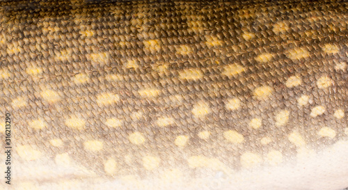 The scales of the pike closeup photo