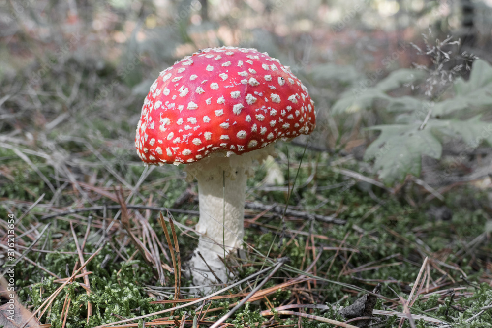 Close up of red Fly Amanita (Amanita Muscaria) in the forest in fall. Autumn colorful scene background in sunlight. Poisonous mushroom. Detail of toxic Fly Agaric in grass with leaves. Europe Close up of red Fly Amanita (Amanita Muscaria) in the forest in fall. Autumn colorful scene background in sunlight. Poisonous mushroom. Detail of toxic Fly Agaric in grass with leaves. Europe