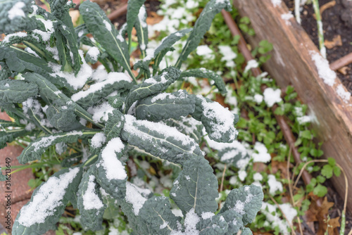 Raised bed with irrigation system and Lacinato kale cover in snow near Dallas, Texas