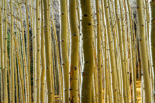 A grove of aspen trunks reflecting the golden colors of fall