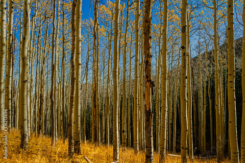 Aspen forest with golden yellow leaves on the trees and on the ground with a mountain in the background and blue skies in the Coconino National Forest.