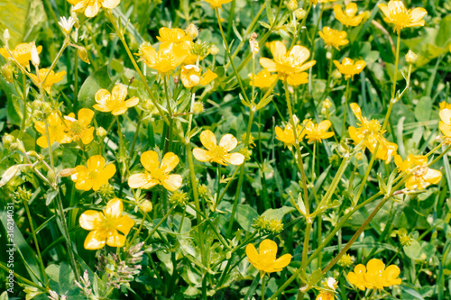 in the field of yellow flowers, close-up