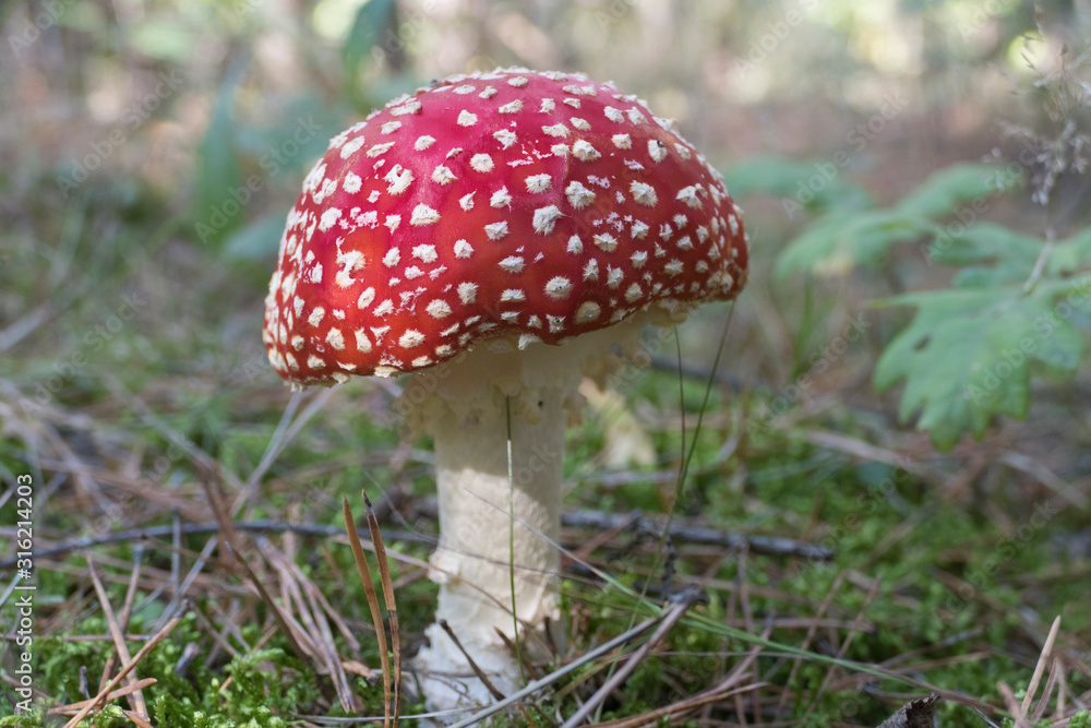 Close up of red Fly Amanita (Amanita Muscaria) in the forest in fall. Autumn colorful scene background in sunlight. Poisonous mushroom. Detail of toxic Fly Agaric in grass with leaves. Europe Close up of red Fly Amanita (Amanita Muscaria) in the forest in fall. Autumn colorful scene background in sunlight. Poisonous mushroom. Detail of toxic Fly Agaric in grass with leaves. Europe