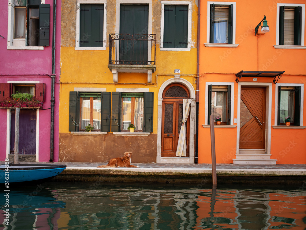 Dog in the colored house of Burano in Italy. Nova Scotia Duck Tolling Retriever in the background architecture city