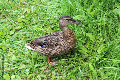 brown mallard duck on the grass