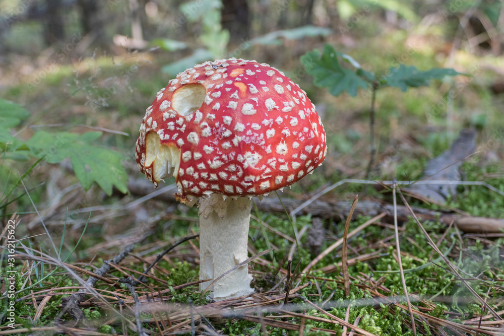 Close up of red Fly Amanita (Amanita Muscaria) in the forest in fall. Autumn colorful scene background in sunlight. Poisonous mushroom. Detail of toxic Fly Agaric in grass with leaves. Europe Close up of red Fly Amanita (Amanita Muscaria) in the forest in fall. Autumn colorful scene background in sunlight. Poisonous mushroom. Detail of toxic Fly Agaric in grass with leaves. Europe