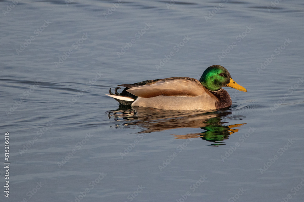 Obraz premium Germano reale