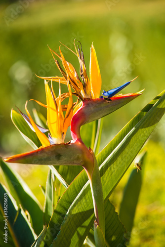 Bird of paradise