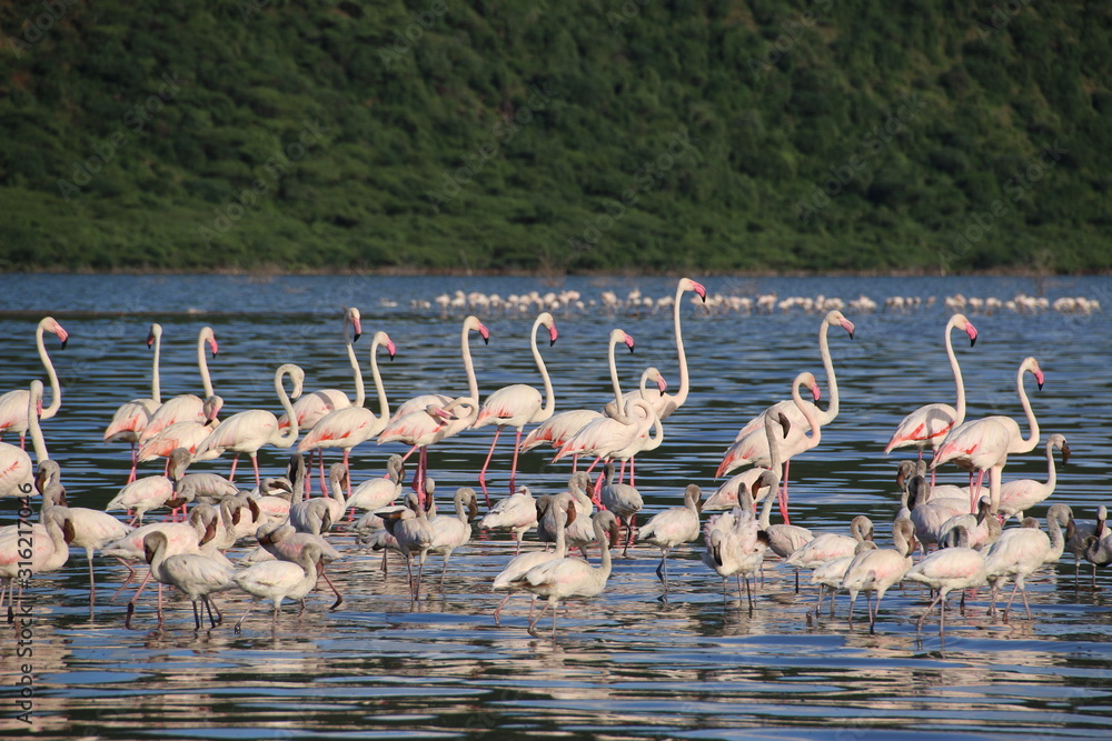 Flamingos at Lake Bogoria (Kenya)