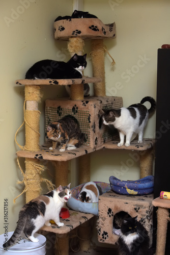 Photography cats in an animal shelter