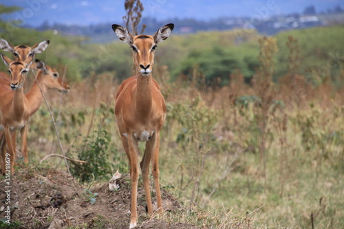 Impala  Kenya 