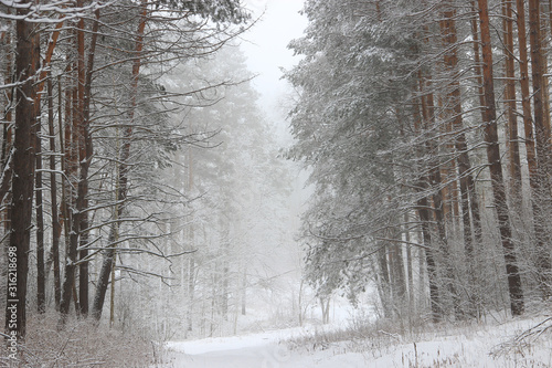Glade in the winter pine forest. Trees in the snow. There is a heavy fog.