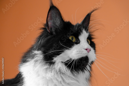 Maine Coon Katze Portrait ganz