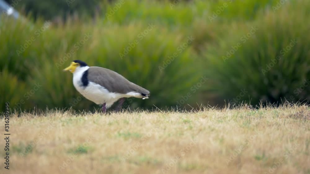 Masked Plover Walking On The Grass, CLOSE UP Masked Plover Walking On The Grass, CLOSE UP