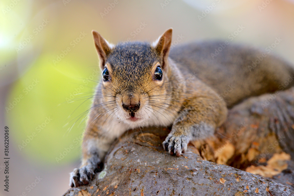 Obraz premium Grauhörnchen in Florida