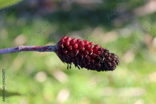 blackberry on branch