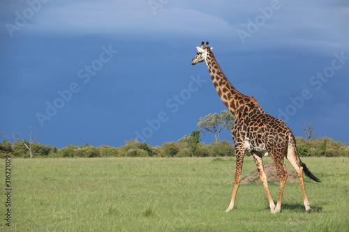 Walking giraffe spotted during a Safari in Masai Mara  Kenya   01 