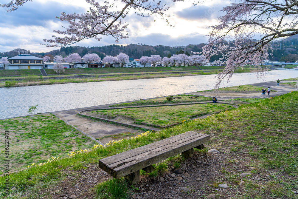 Fototapeta premium Hinokinai River riverbank in springtime cherry blossom season sunny day. Visitors enjoy the beauty full bloom pink sakura trees flowers. Town Kakunodate, Semboku District, Akita Prefecture, Japan