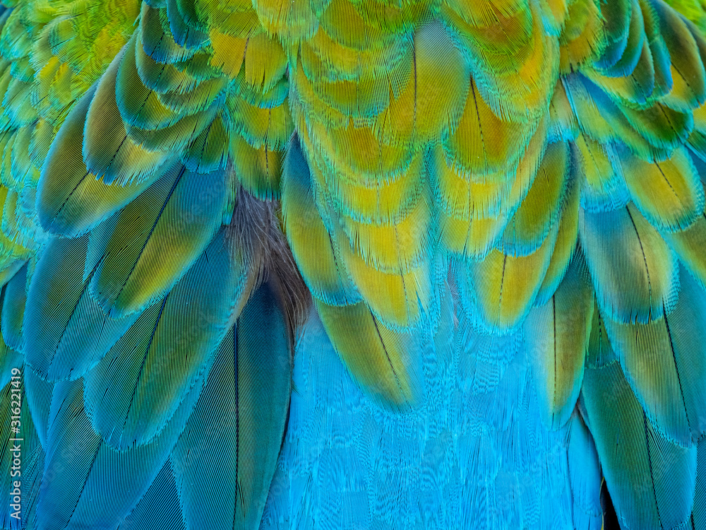 Obraz premium Closeup of the blue yellow feathers of tropical Macaw parrot
