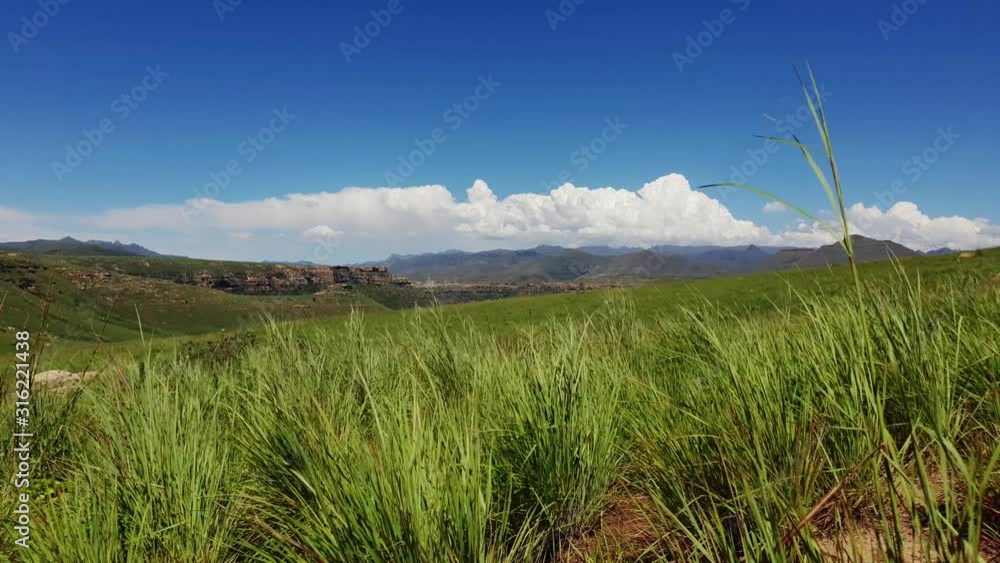 Maloti mountain range and farms in Free-state province near Clarens town and the Lesotho border. Roadside grass and flowers moving in the wind. Maloti mountain range and farms in Free-state province near Clarens town and the Lesotho border. Roadside grass and flowers moving in the wind.