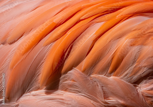 Closeup of the orange feathers of a tropical pink Flamingo bird