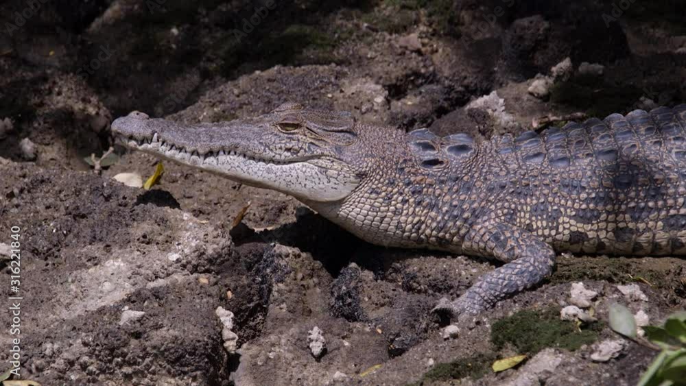A Dangerous Estuarine Crocodile Taking A Rest Under The Sun While Watching For Its Prey - Close Up Shot A Dangerous Estuarine Crocodile Taking A Rest Under The Sun While Watching For Its Prey - Close Up Shot