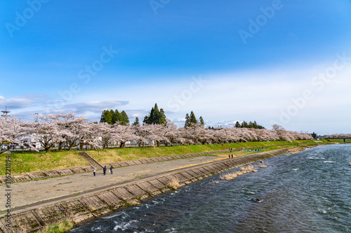 Hinokinai River riverbank in springtime cherry blossom season sunny day. Visitors enjoy the beauty full bloom pink sakura trees flowers. Town Kakunodate, Semboku District, Akita Prefecture, Japan photo