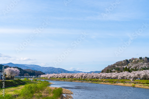 Wallpaper Mural Hinokinai River riverbank in springtime cherry blossom season sunny day. Visitors enjoy the beauty full bloom pink sakura trees flowers. Town Kakunodate, Semboku District, Akita Prefecture, Japan Torontodigital.ca