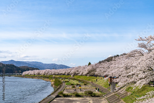 Hinokinai River riverbank in springtime cherry blossom season sunny day. Visitors enjoy the beauty full bloom pink sakura trees flowers. Town Kakunodate, Semboku District, Akita Prefecture, Japan photo