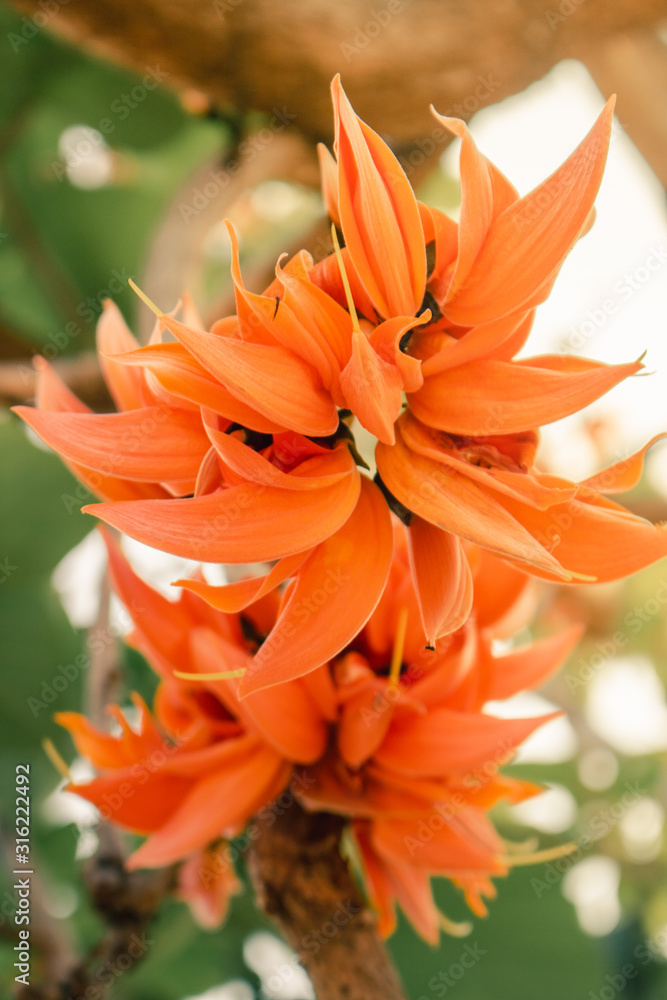 Fototapeta premium Bastard Teak Flower bloom in Khon Kaen, Thailand.