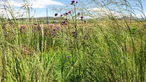 Tall roadside grass slowly swaying and moving as the wind blows side to side, very calming and peaceful nature scene photo