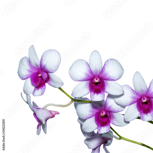 Fototapeta Naklejka Na Ścianę i Meble -  orchid image isolated on the white background.