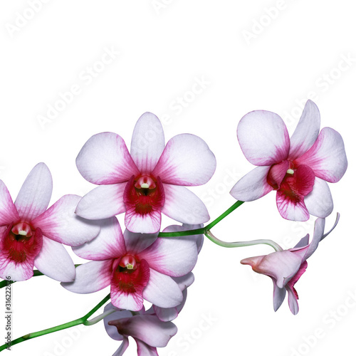 orchid image isolated on the white background.