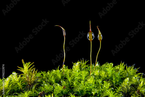 Extreme macro of wet moss with dew droplets of water hanging on spore capsules for background or wallpaper